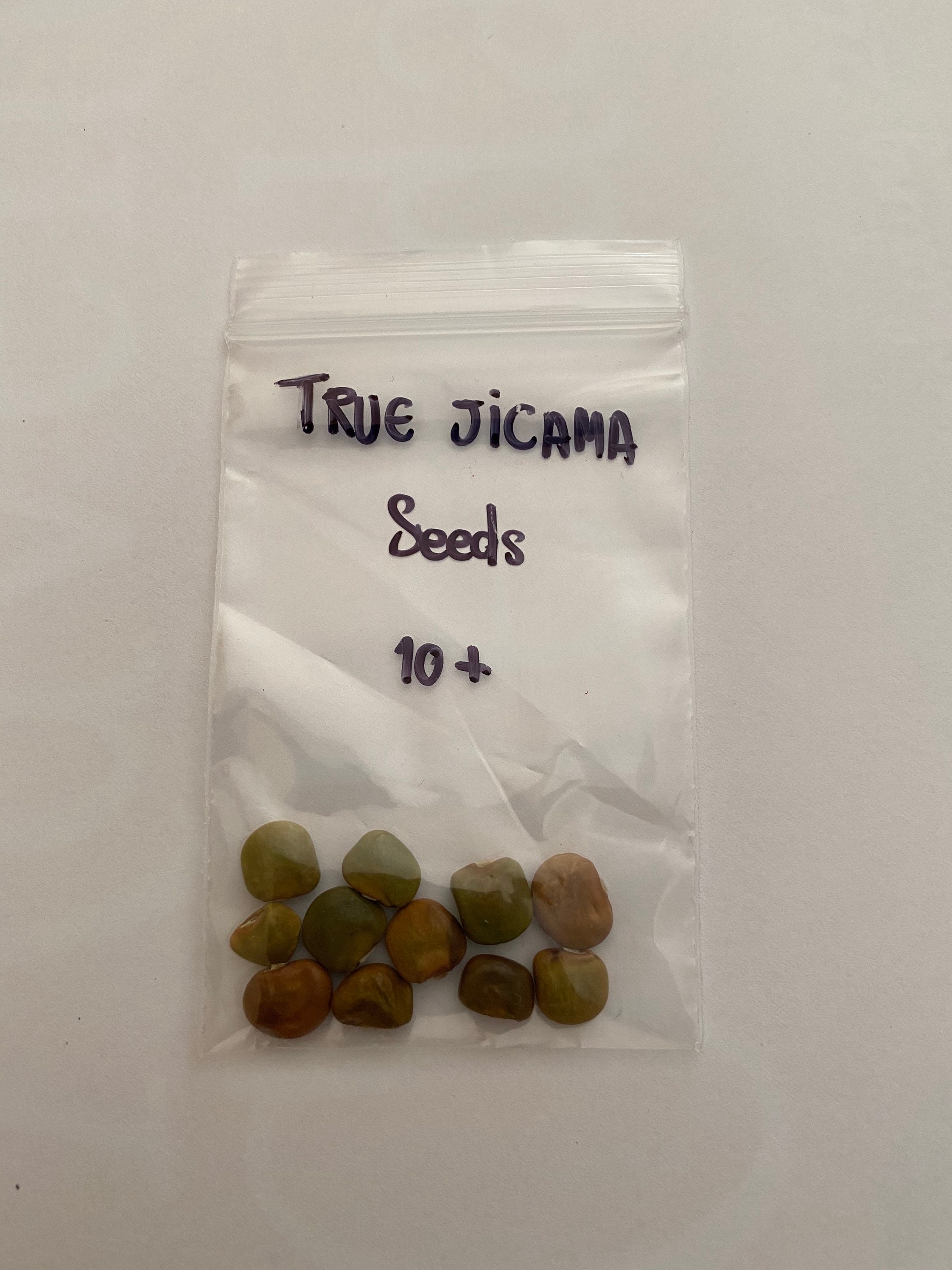 VERDADERO JICAMA Seeds Pachyrhizus erosus Etsy