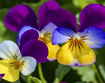 Semilla de flor de Johnny-Jump-Up