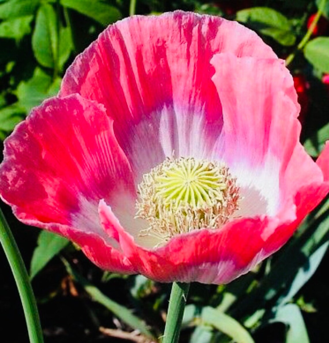 Giganteum Poppy Papaver Somniferum Seeds 50 Seeds Etsy