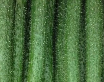 China Long F1 Cucumber Seeds (10 Seeds)