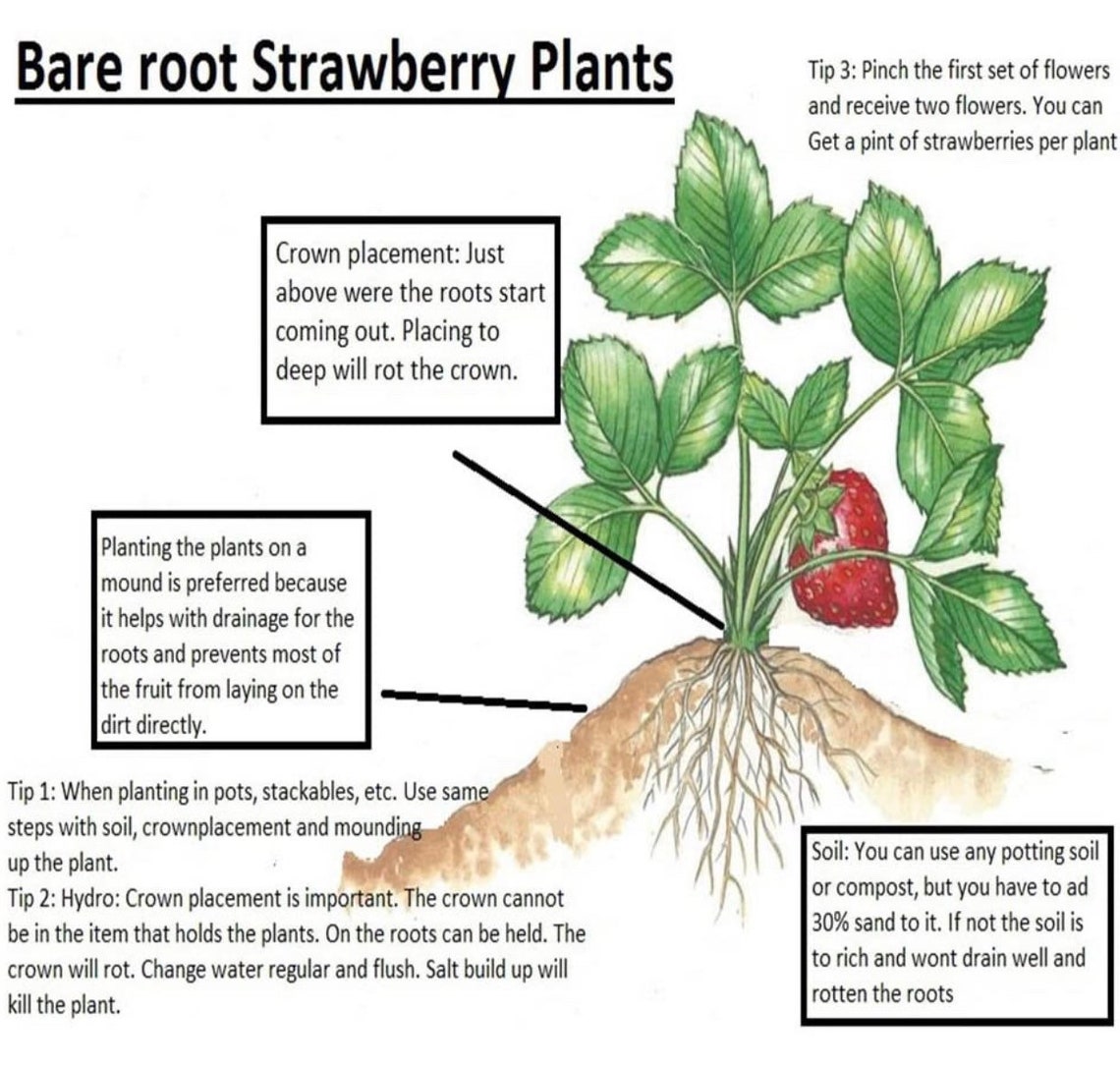 June Bearing Strawberry Bare Root Grow Etsy