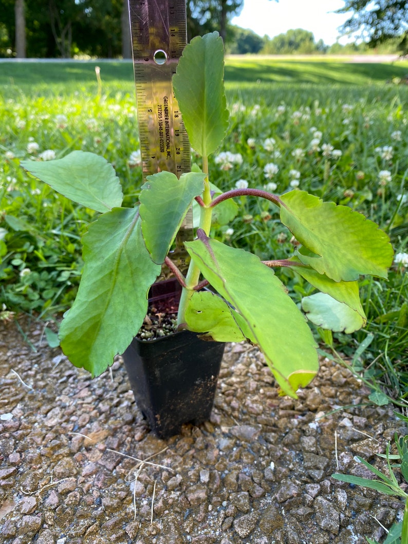 Leaf of life plant 46 Inches Tall in 3.5 Pot 1 seeding Etsy