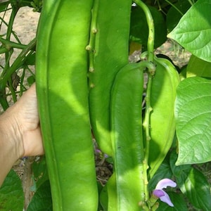 Thai Red Sword Bean Seeds (3 Seeds)