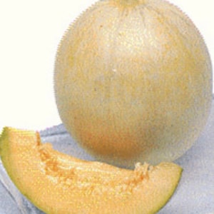 Hakucho Hybrid Melon Seeds - French Charantais Melon (10+ Seeds) Non-GMO