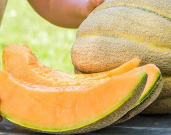 Gurneys Giant Cantaloupe Seeds (10+ Seeds)