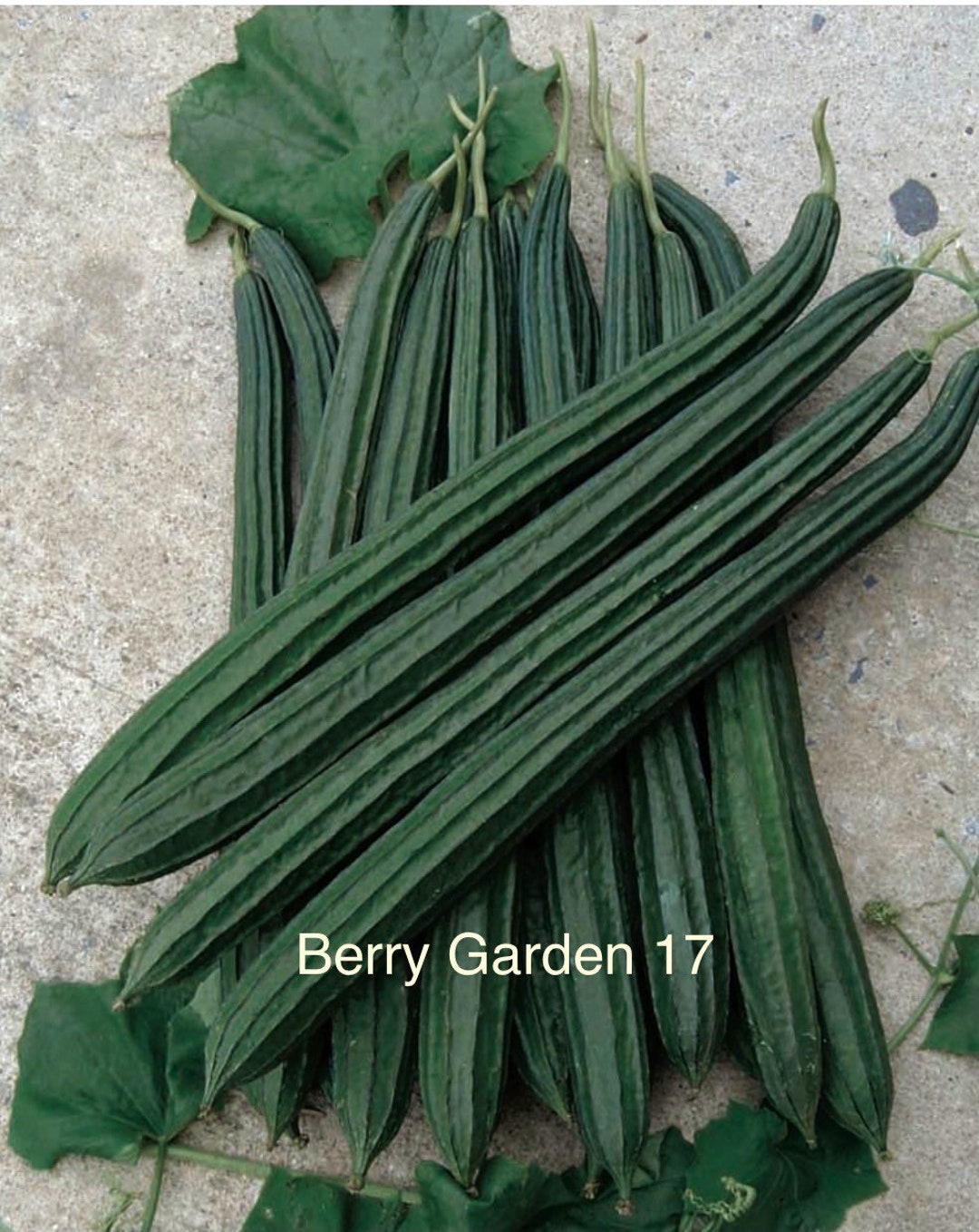 Ridge Gourd Long Zou Sing Seed 5 Seeds - Etsy Ridge Gourd Long Zou Sing Seed 5 Seeds - Etsy