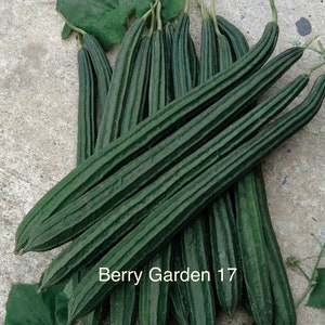 Ridge Gourd Long Zou Sing Seed (5+ Seeds)