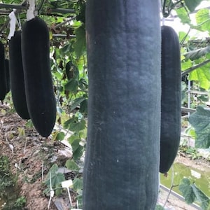 Wax Gourd Black Giant Oblong Seeds
