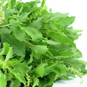 May include: A close-up of a fresh bunch of green basil leaves and small flower buds against a white background. The leaves are a vibrant green color, with a slightly textured surface. The image highlights the freshness of the herb.