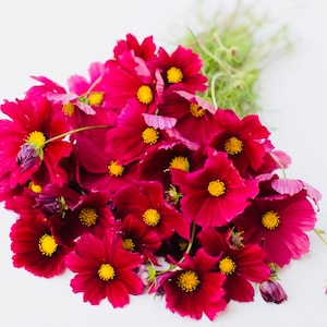 Rubenza Cosmos Seeds