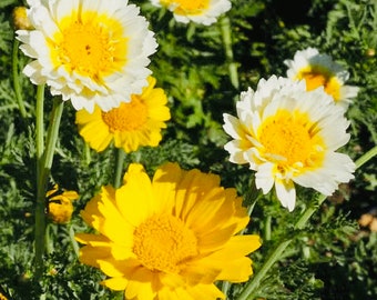 Garland Daisy Seeds