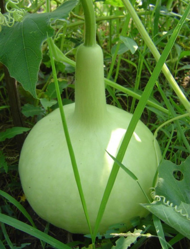 Bottle Gourd Round Seeds Etsy