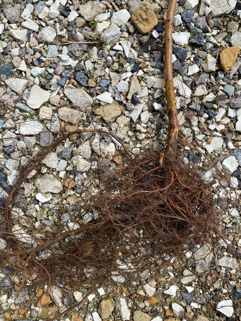 Joan J Fall Bearing Raspberry Bare Root 2 Bare Roots Etsy