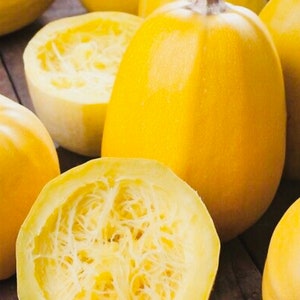 Vegetable Spaghetti Squash Seeds Japanese Squash