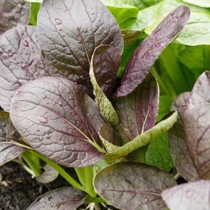 Puede incluir: Primer plano de hojas de mostaza Red Giant. Las hojas son de un color burdeos intenso con vetas prominentes y gotas de agua. La planta tiene una mezcla de hojas rojas y verdes, mostrando las diferentes etapas de crecimiento.