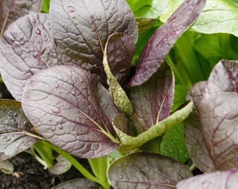 RED KOMATSUNA Mustard Seeds,Japanese Mustard Spinach