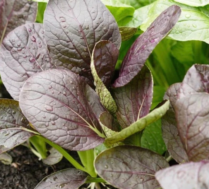 Puede incluir: Primer plano de hojas de mostaza Red Giant. Las hojas son de un color burdeos intenso con vetas prominentes y gotas de agua. La planta tiene una mezcla de hojas rojas y verdes, mostrando las diferentes etapas de crecimiento.