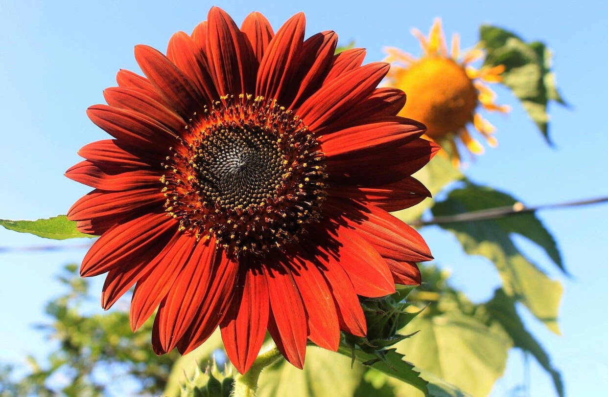 Chocolate Cherry Sunflower Seeds 20 Seeds Etsy