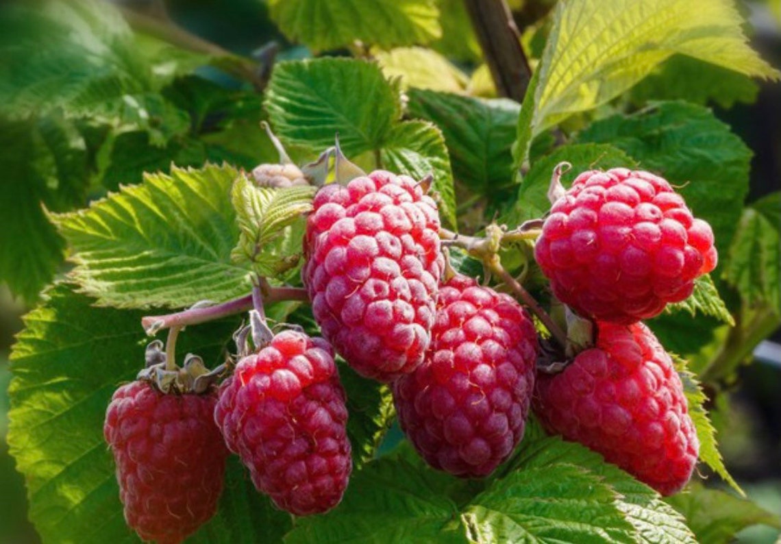 Joan J Fall Bearing Raspberry Bare Root 2 Bare Roots Etsy