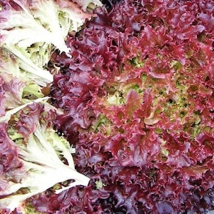 Lolla Rosso Darky Leaf Lettuce Seeds