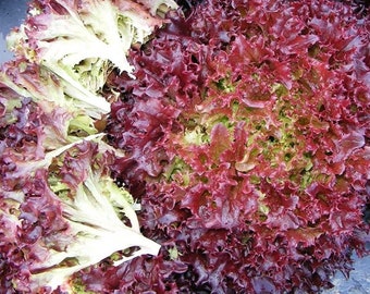 Lolla Rosso Darky Leaf Lettuce Seeds