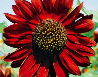 Velvet Queen Sunflower Seeds (50+ Seeds)