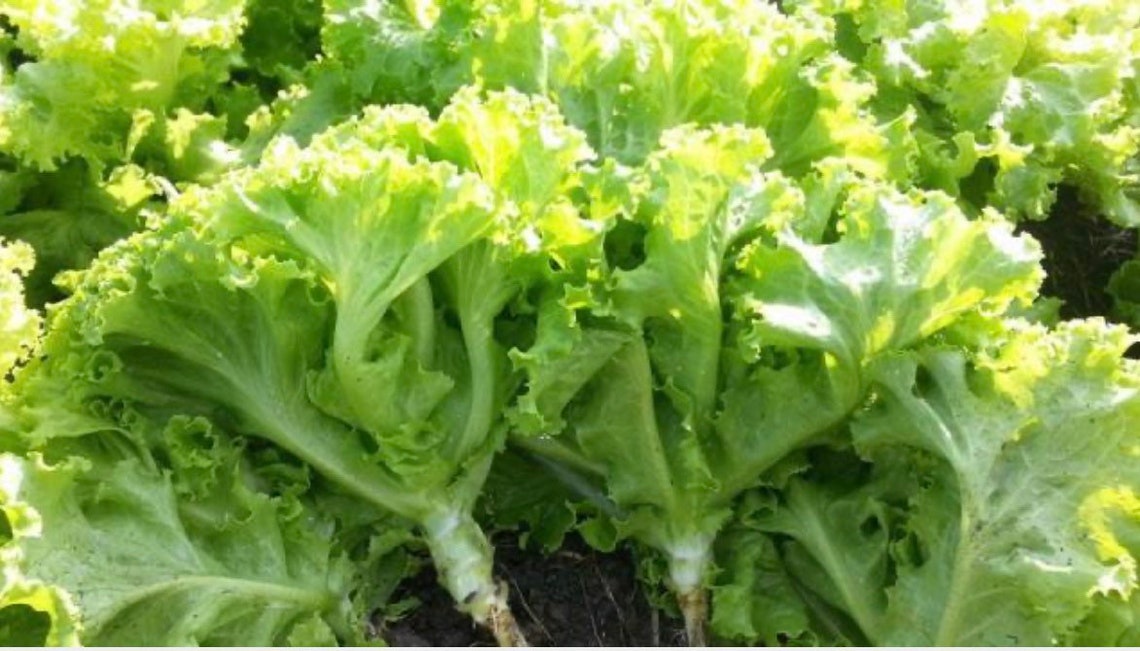 Green Leaf lettuce Seedssalad vegetable SeedsAsia Vegetable Etsy