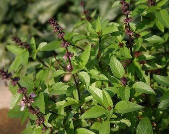 May include: Close-up of a Thai basil plant with vibrant green leaves and dark purple stems and flower clusters. The plant is in full bloom, showcasing its fresh, aromatic foliage. Ideal for culinary use.