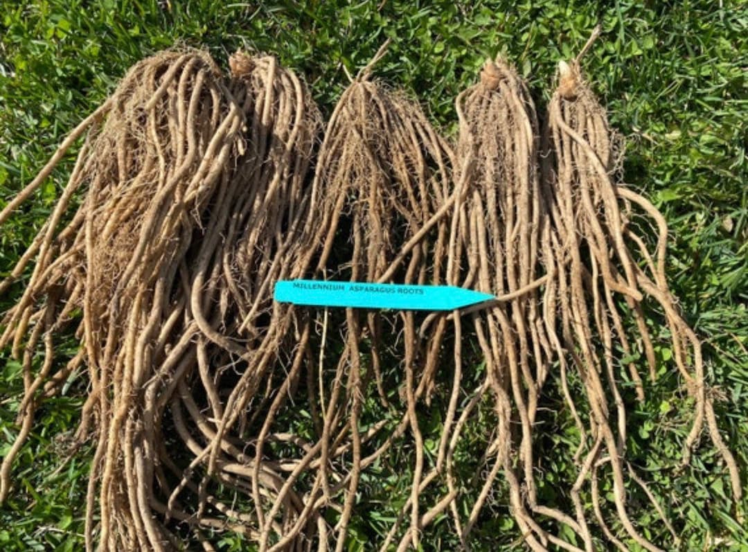 Millennium Asparagus Root Crowns roots 3 Years Etsy