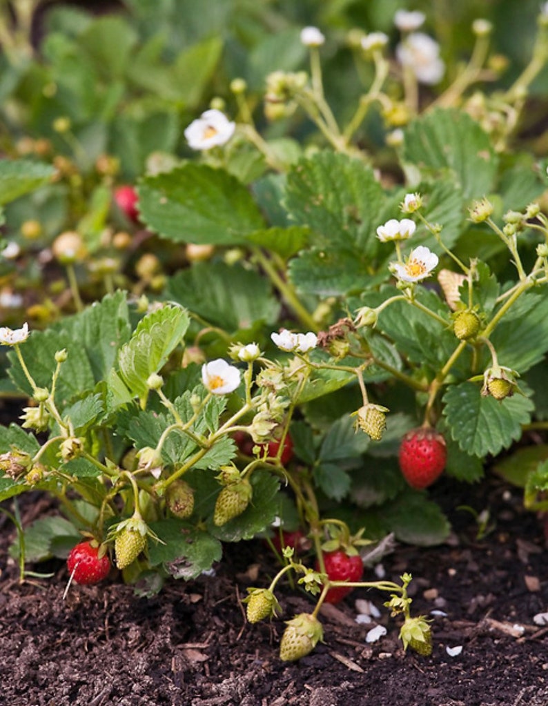 Strawberry Temptation Everbearing Bare Root Plants Organic Etsy