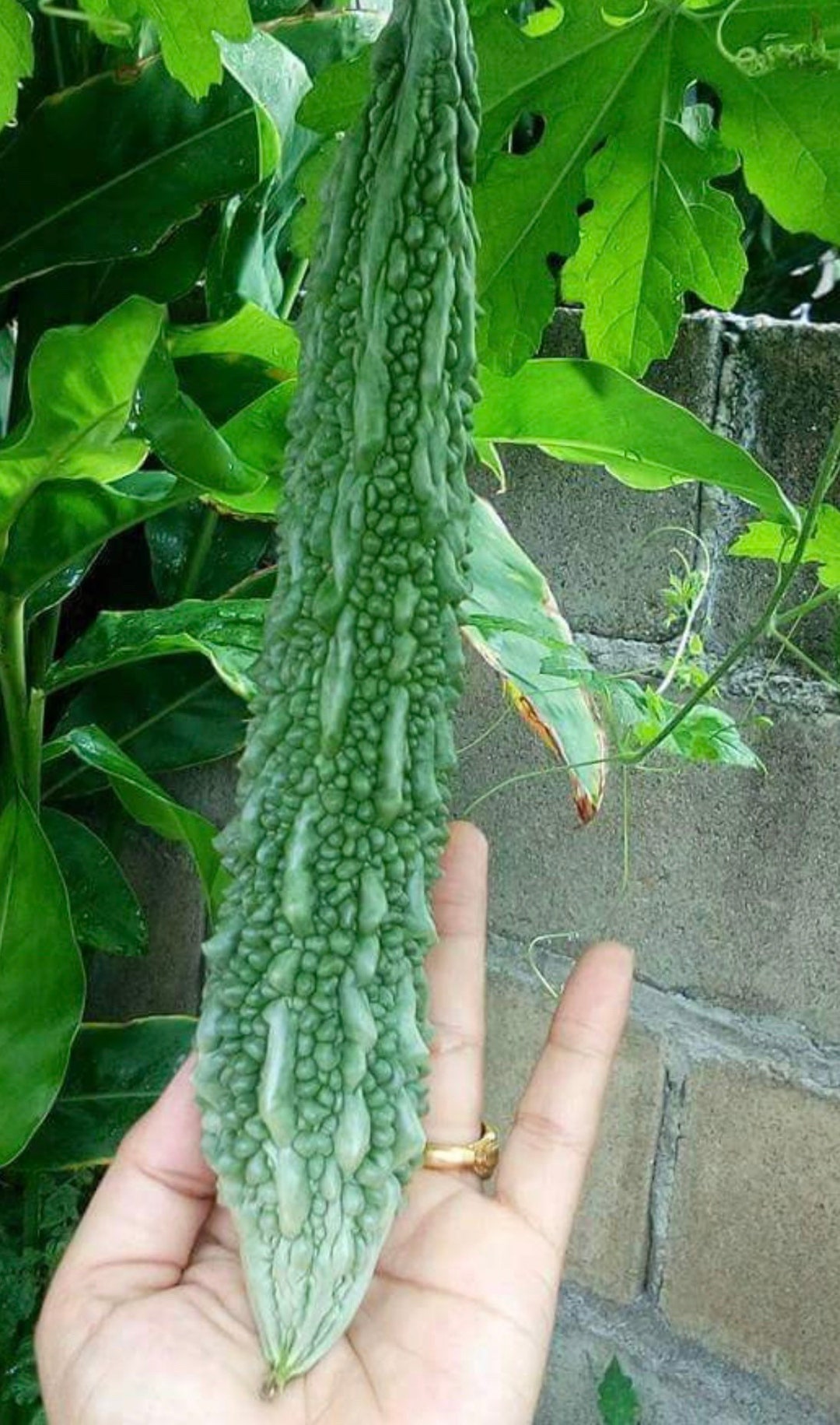 Long Bitter Gourd Seeds,japanese Long Gourd Etsy