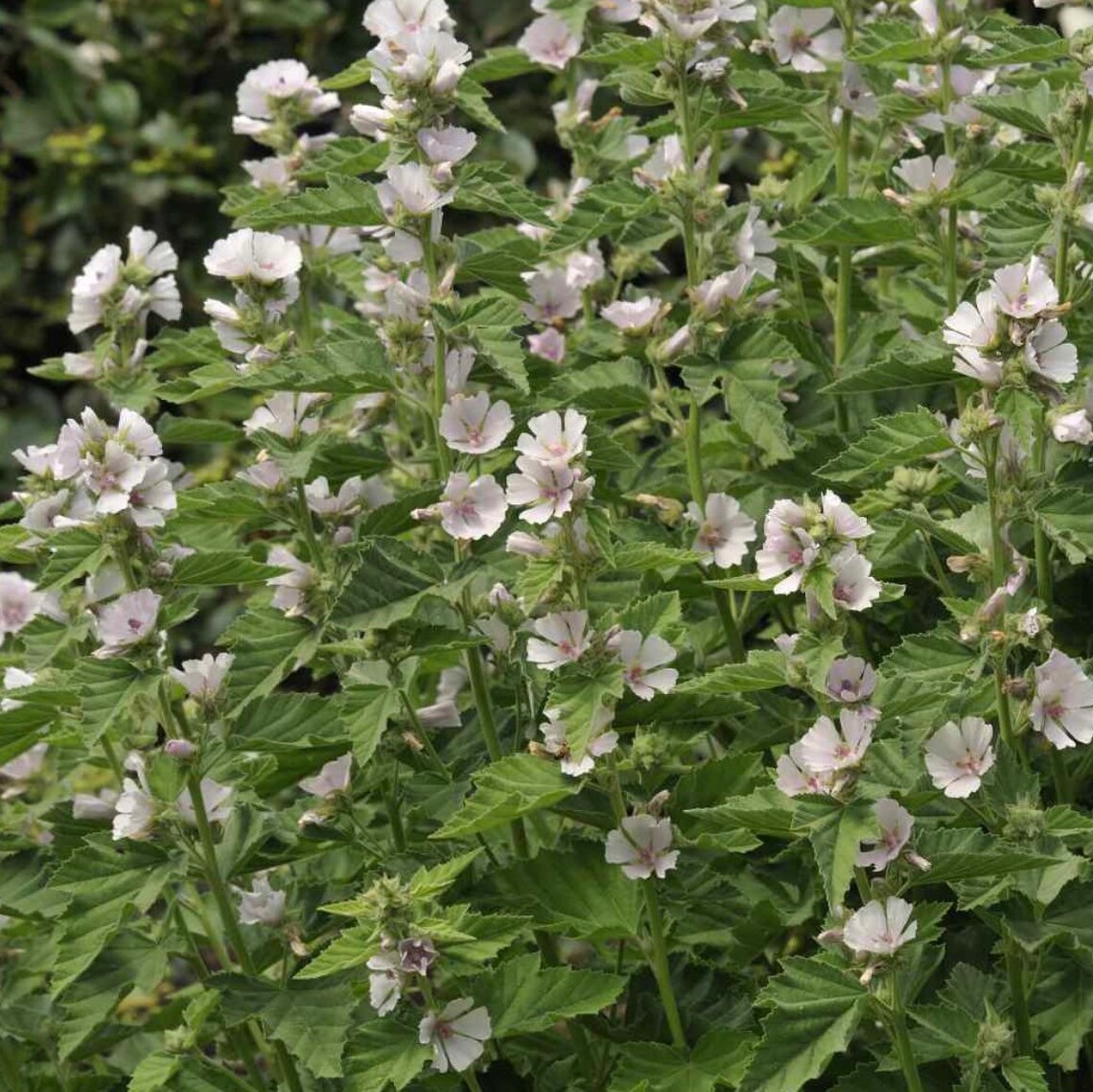 Marshmallow Herb Seeds Etsy