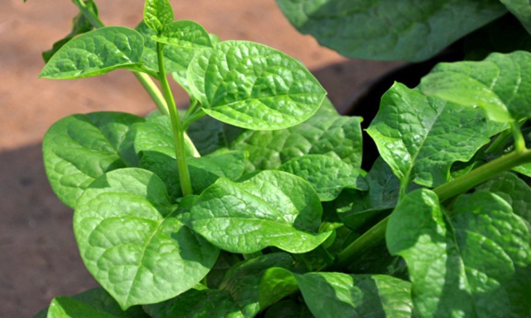 Green Malabar Spinach Seedsasia Vegetable Seeds Etsy