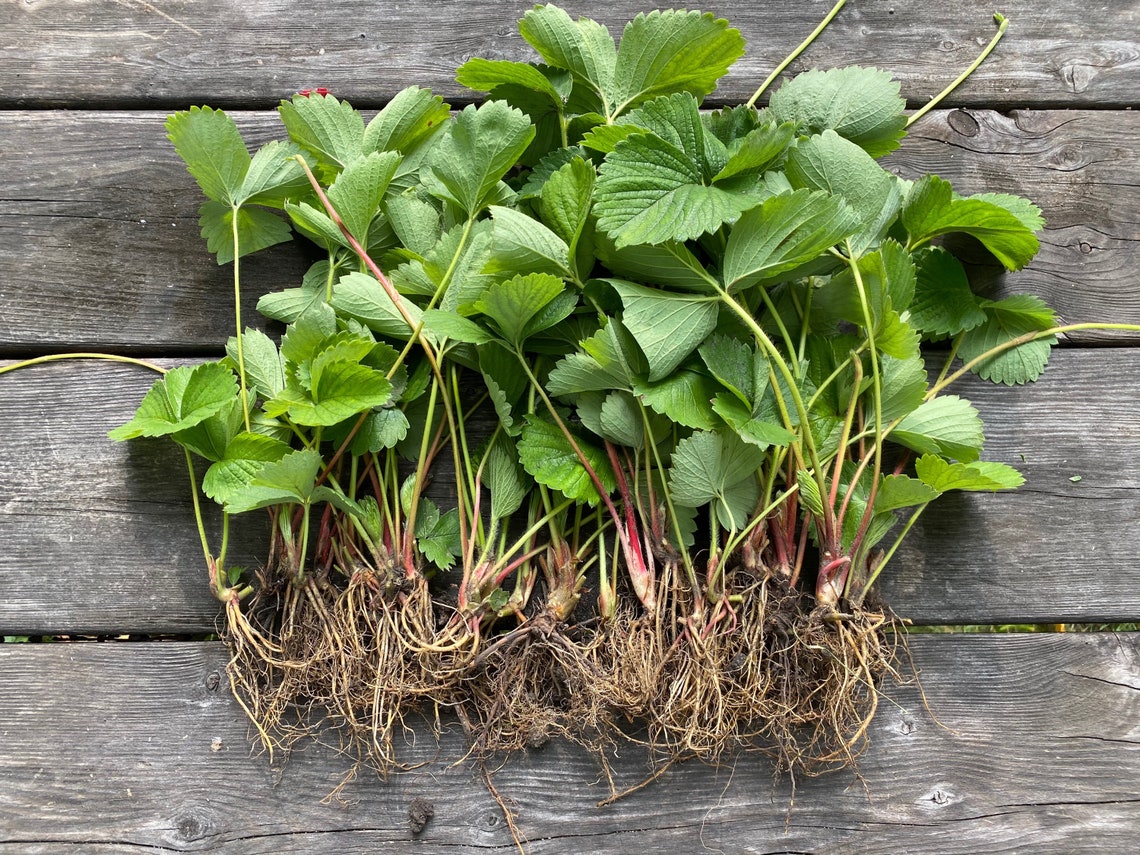 June Bearing Strawberry Bare Root Grow Etsy