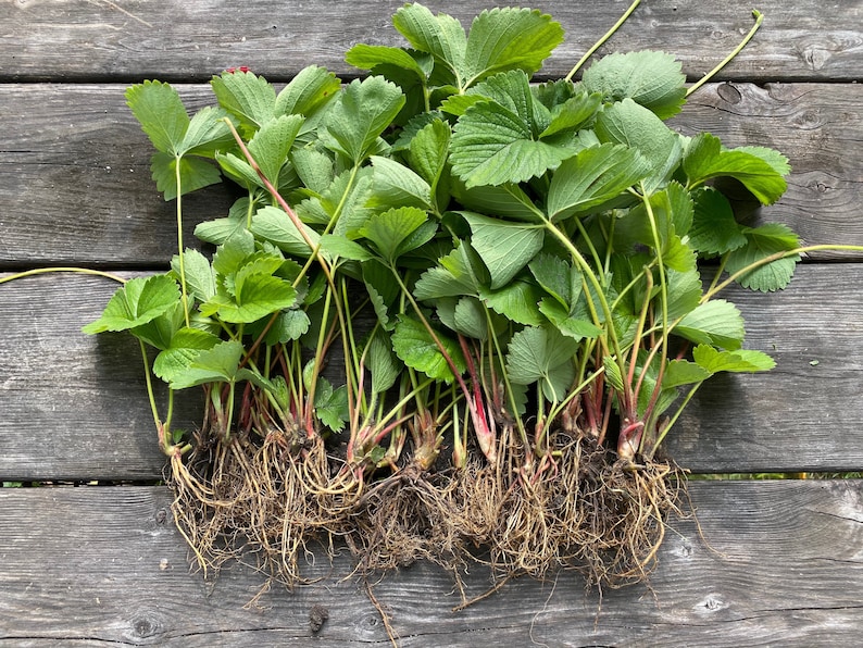 June Bearing Strawberry Bare Root Grow Etsy