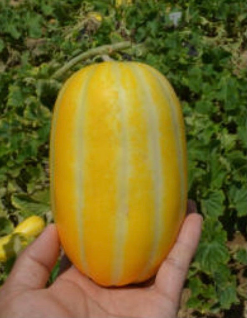 Geumbo Korean Melon Seed 5 Seeds Etsy