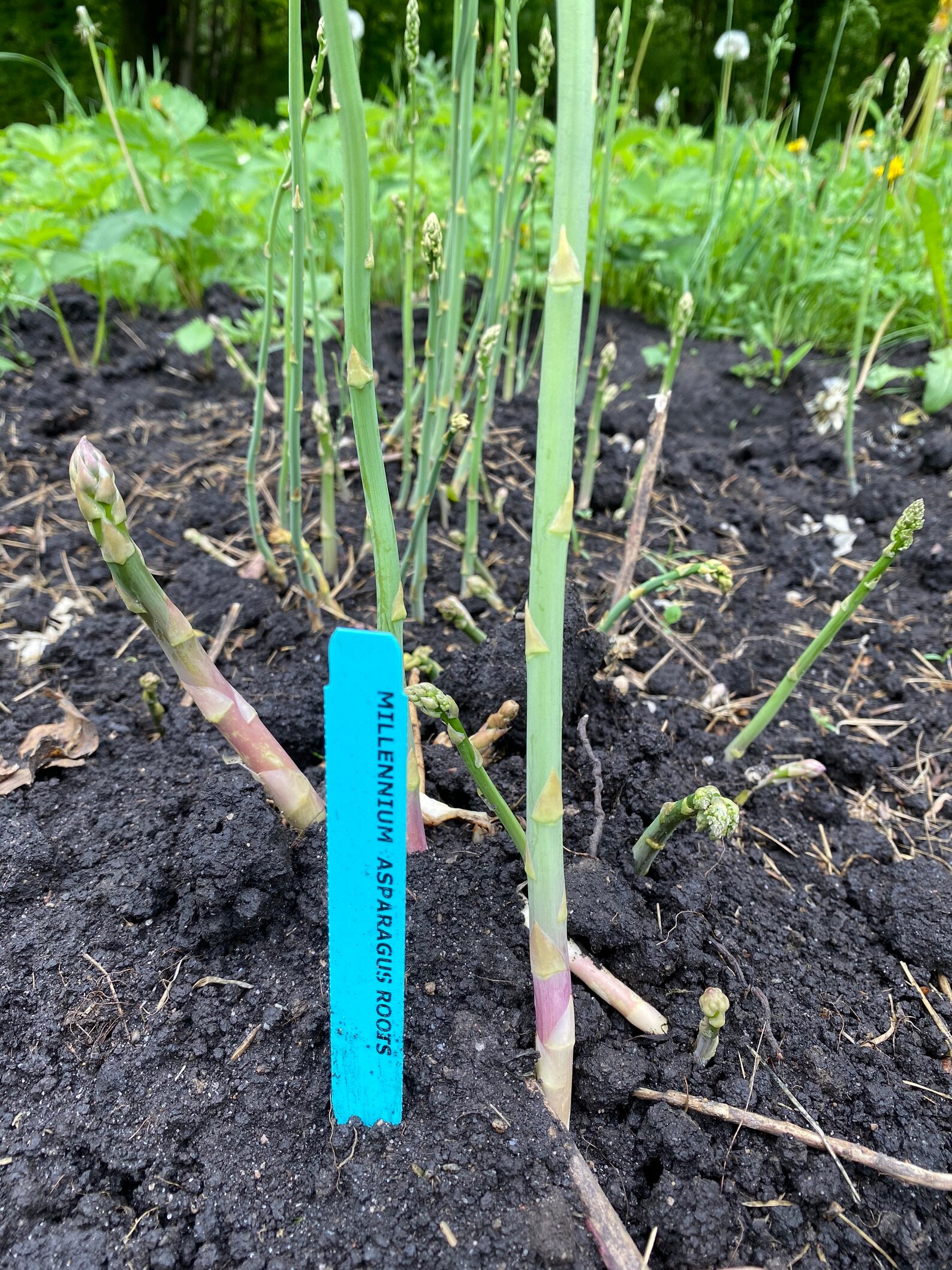 Millennium Asparagus Root Crowns Etsy