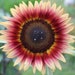 see more listings in the Sunflower / Safflower  section