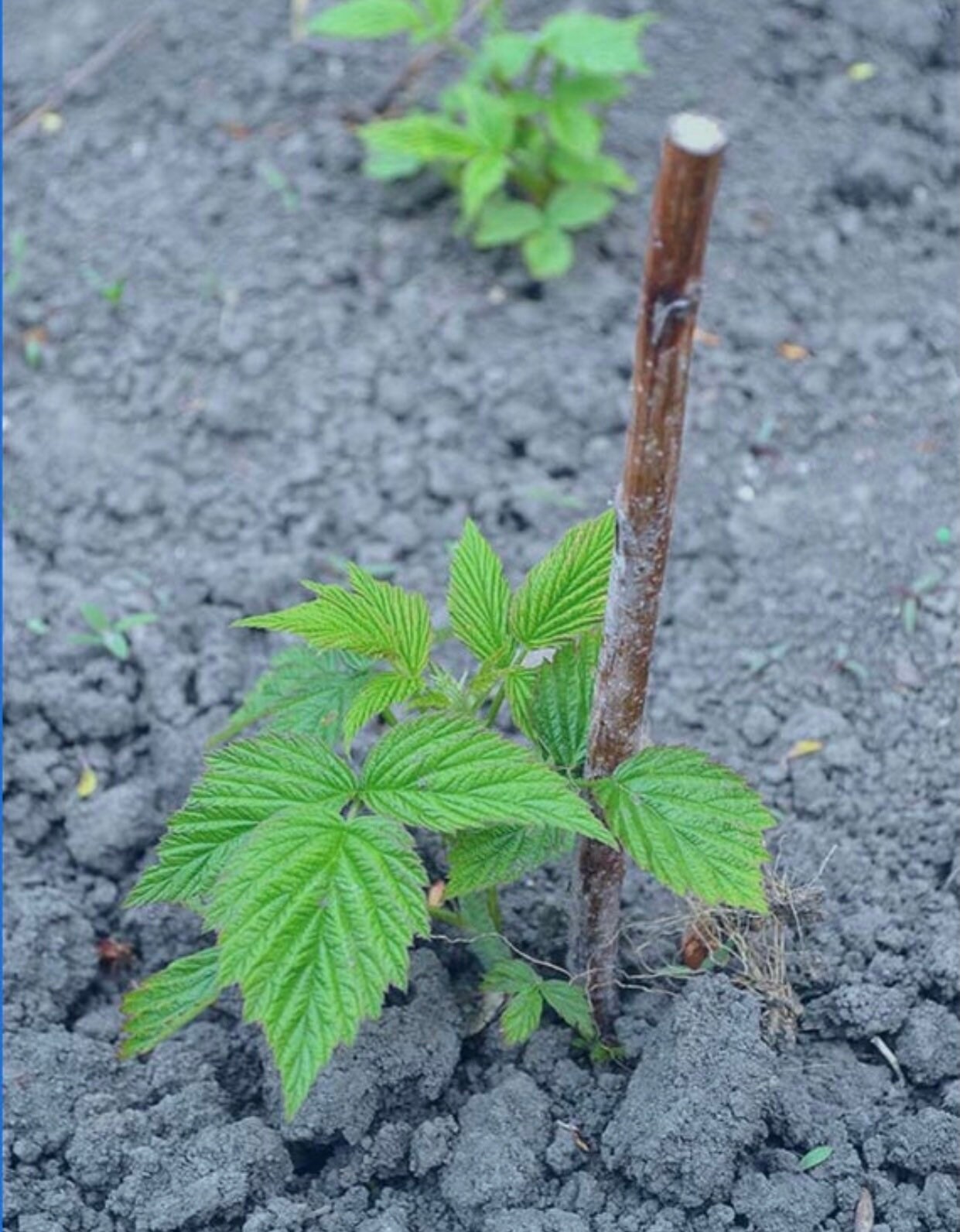Latham Summer Bearing Raspberry Bare Root plant 2 Bare Etsy