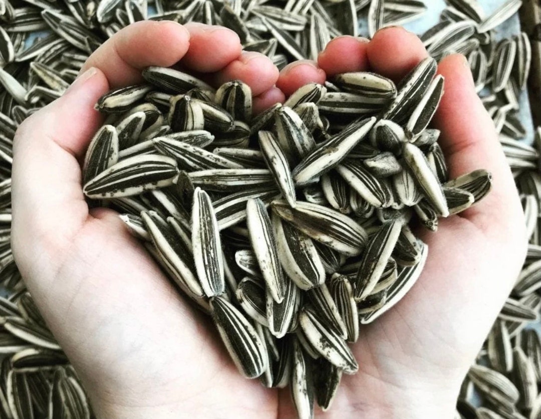 Israeli Giant Sunflower Seeds Giant Seeds Etsy