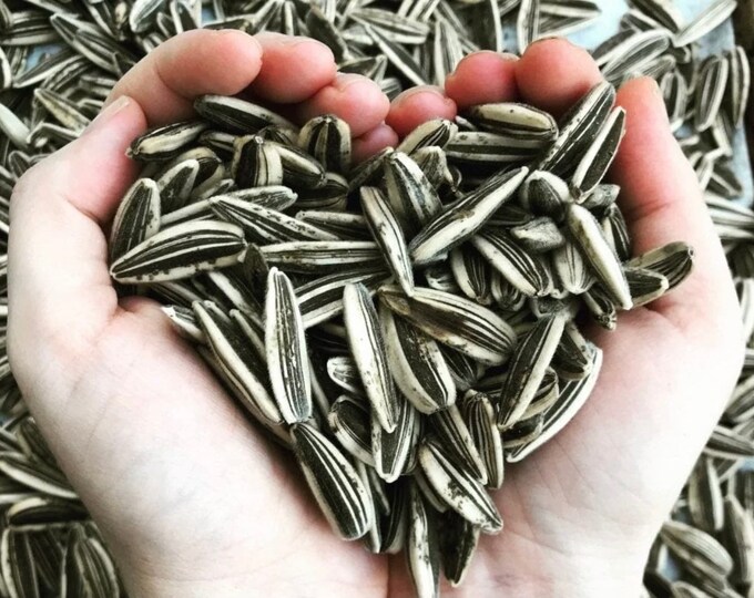 Israeli Giant Sunflower Seeds Giant Seeds Etsy