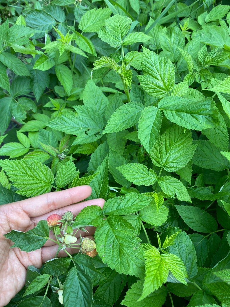 Joan J Fall Bearing Raspberry Bare Root 2 Bare Roots Etsy