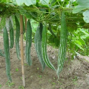 Snake gourd Seeds Asian Vegetable Buag Ngu,or Naga , Asian Vegetable image 2