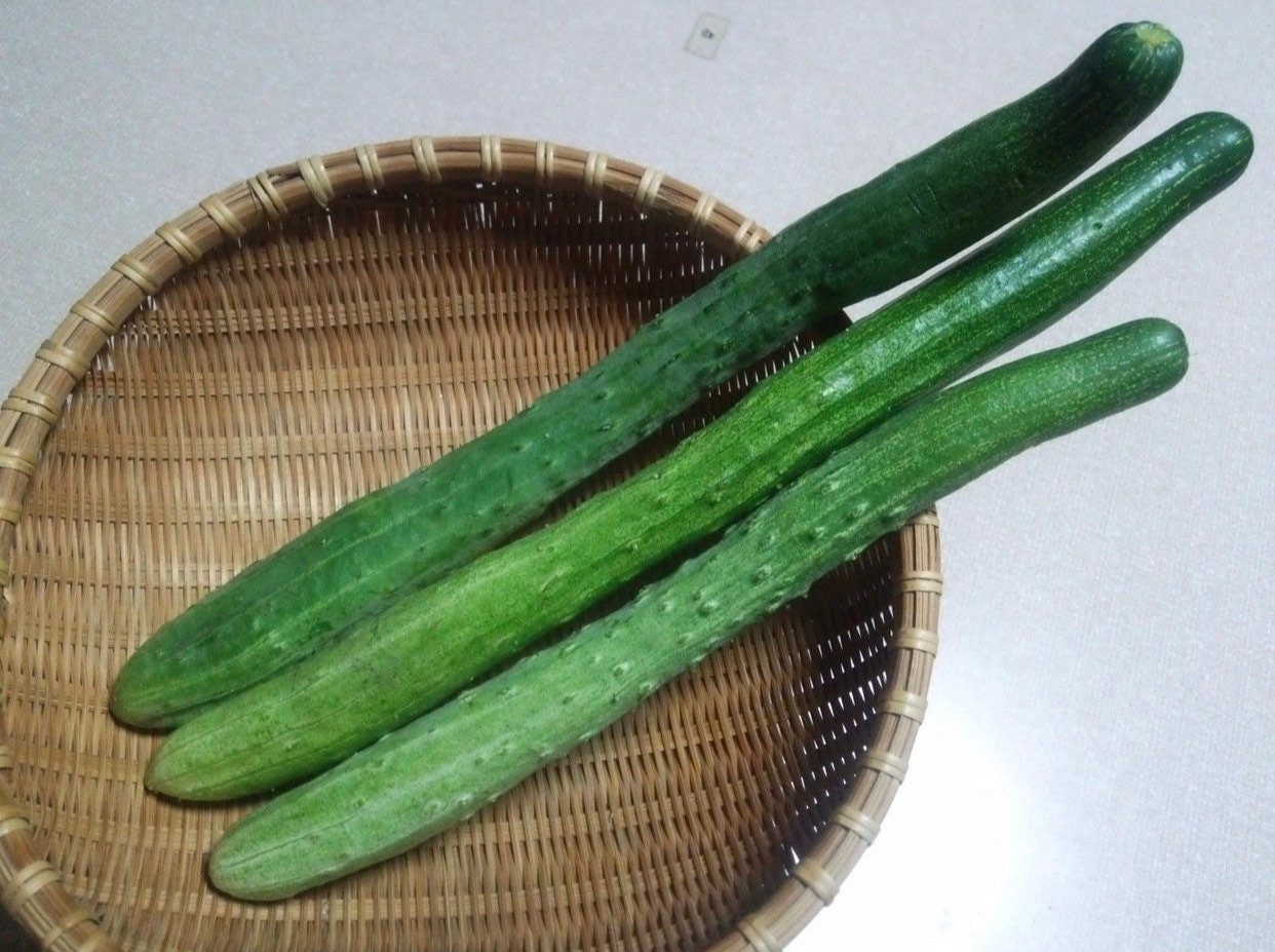 Yamato Sanjaku Cucumber Seeds ,Japanese long Cucumber seeds