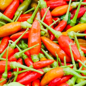 Thai Bird’s Eye Chili Pepper Seeds