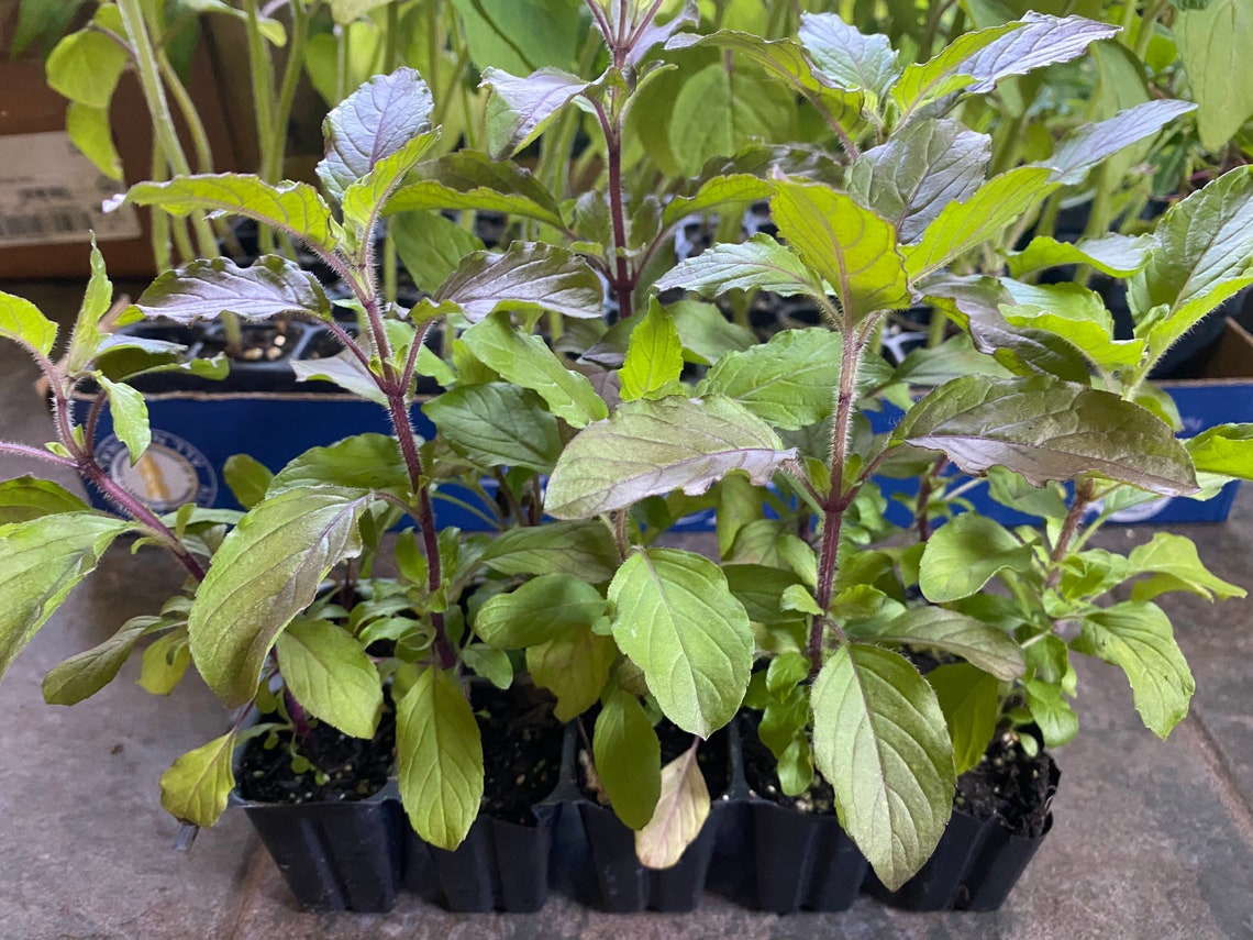 4 pots Holy Basil Red Plants 1.5 Pots4 seeding Etsy