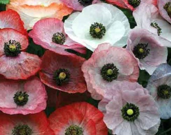 Mother of Pearl Shirley Poppy Seeds (100+ Seeds)