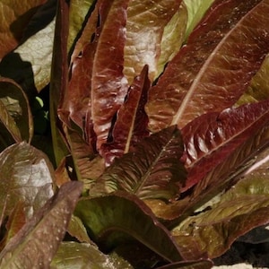 Red Deer Tongue Leaf Lettuce Seeds (500+ Seeds)