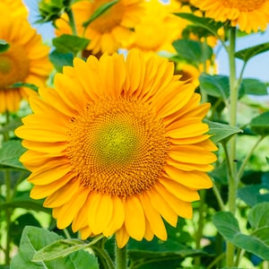 ProCut® Gold Lite DMR Sunflower Seeds (15 Seeds)