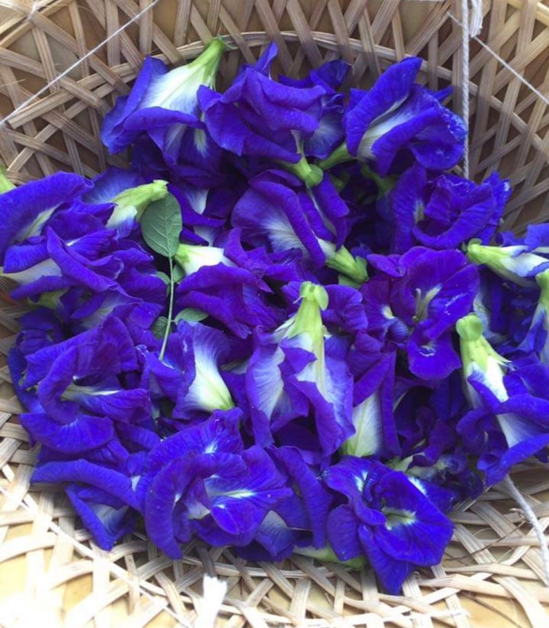 Butterfly Pea Flower Seeds 5 Seeds Etsy